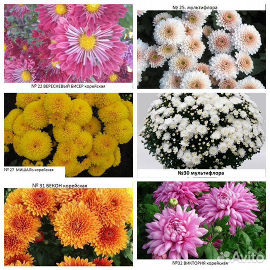 Хризантемы
