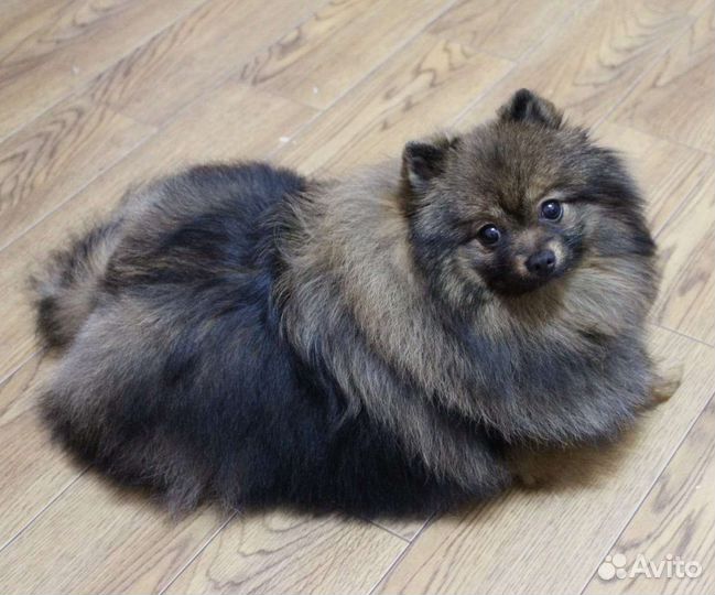 Шпиц