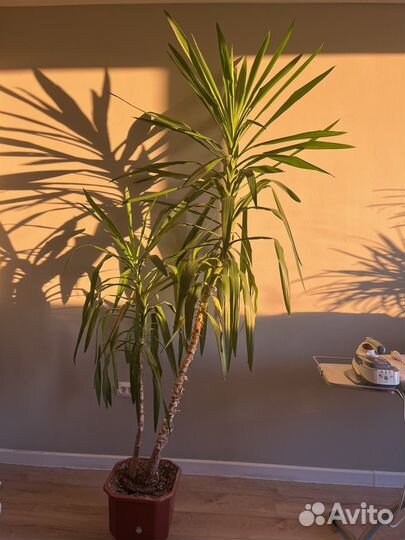 Пальма юкка в горшке высокая