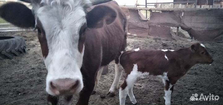 Продам корову