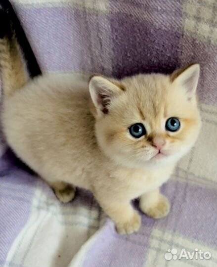 Шотландские котята