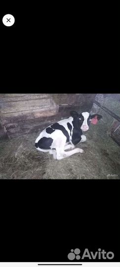 Телята, хряк производитель