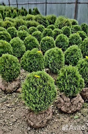 Туя смарагд саженцы