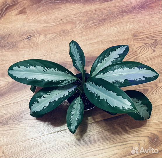 Аглаонема Паттайя Бьюти