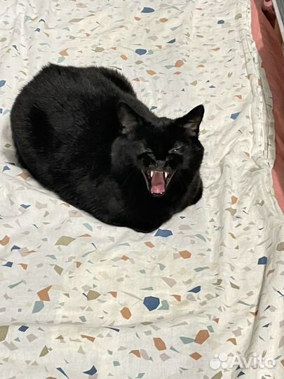 Кошка в дар