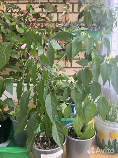 Перец комнатный острый