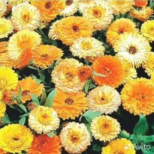 Семена Календула Каблуна микс