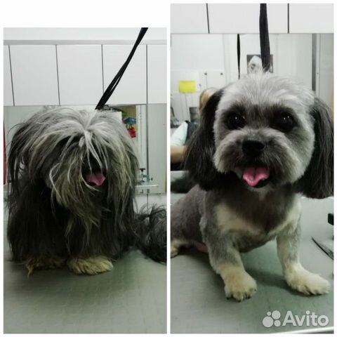 Стрижка собак