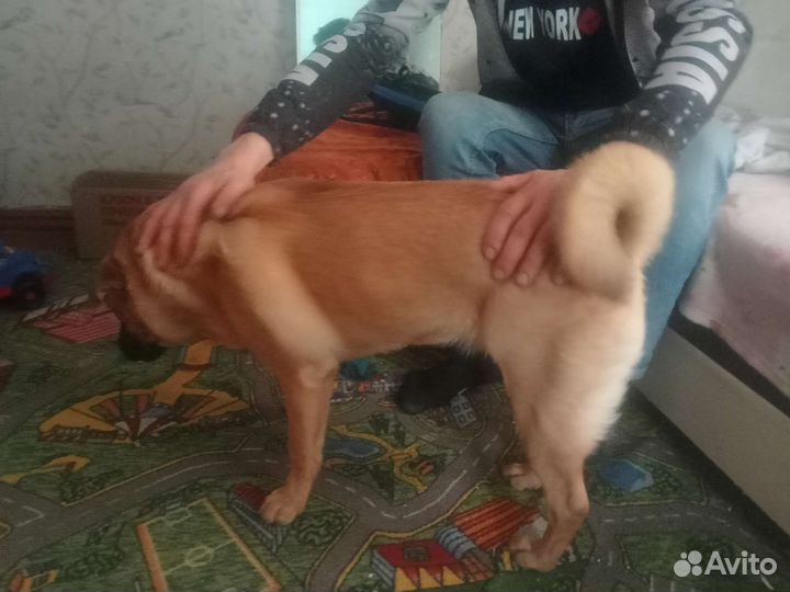 Собака в добрые руки отдам бесплатно