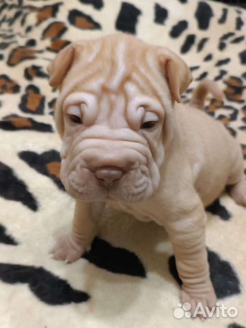 Щенки шарпей