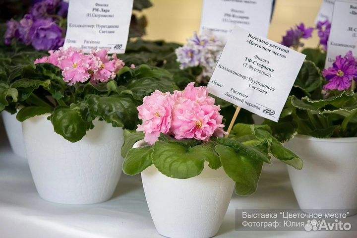 Укорененные черенки фиалок