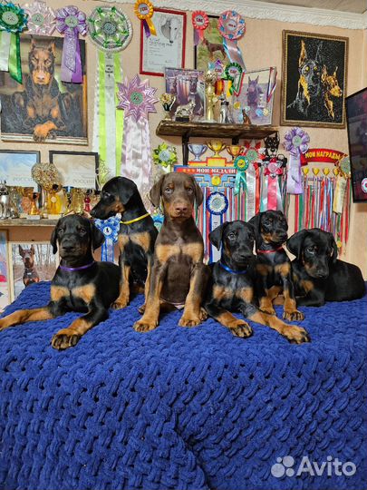 Щенок добермана