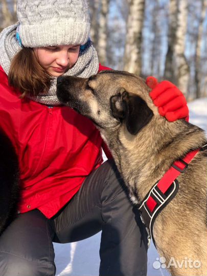 Обаятельная собака из приюта желает встретить семь