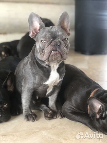 Французский бульдог мини