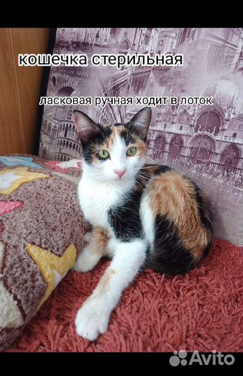 Котик 8 мес