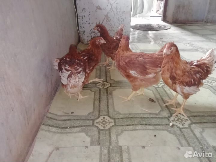 Куры Несушки