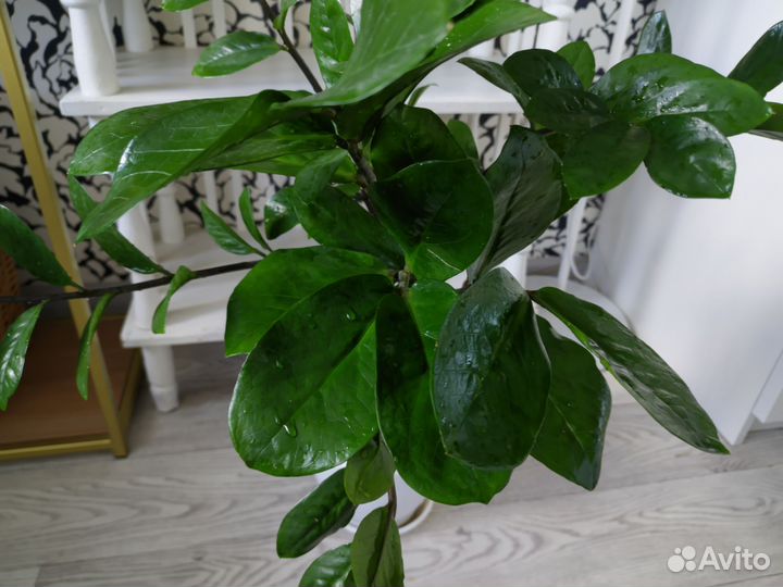 Замиокулькас