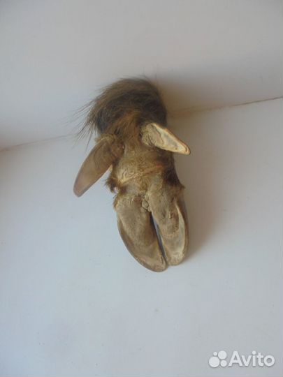 Охотничий трофей: пепельница из копыта кабана