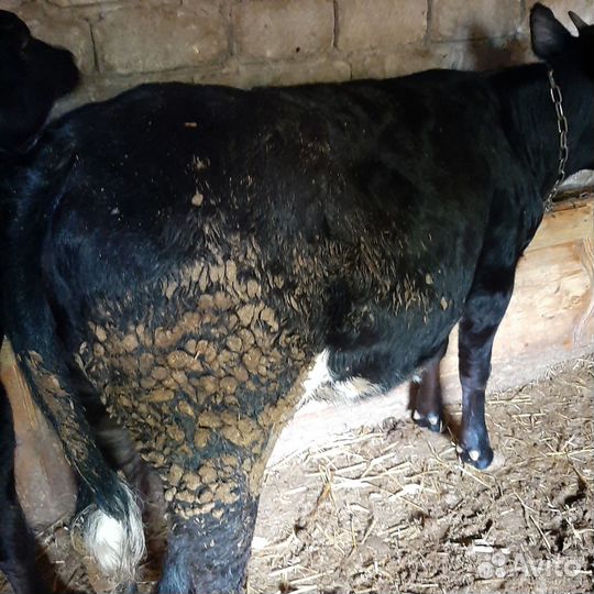 Телки.Возрост 1.2-1.4