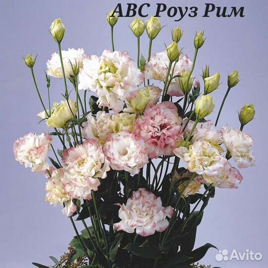 Рассада цветов эустома