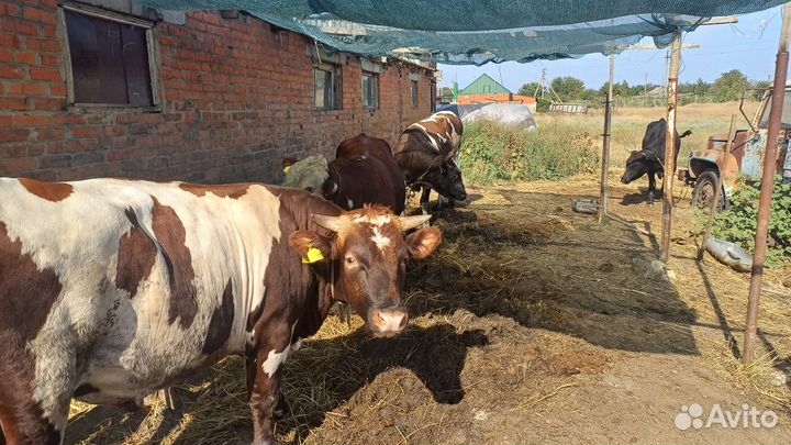 Быки на мясо. 235 живым весом