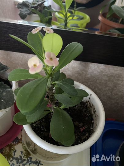 Комнатные растения