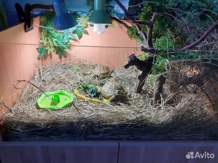 Террариум для сухопутной черепахи