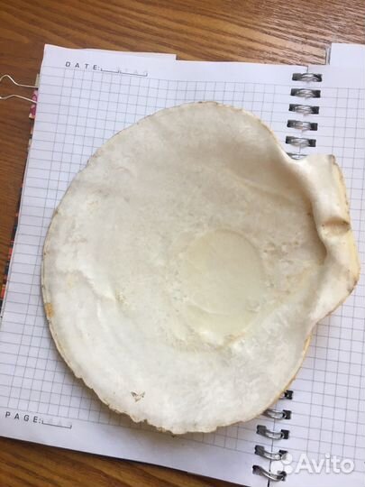 Морские ракушки