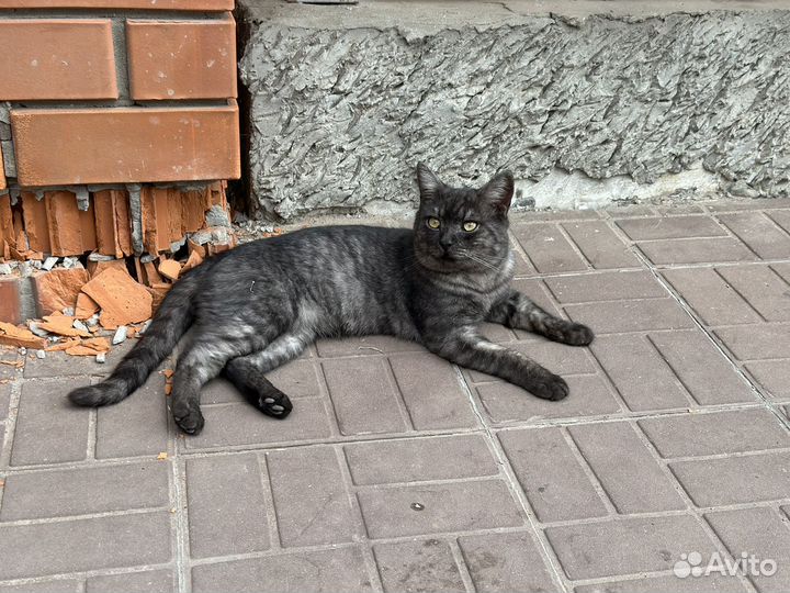 Котик ищет дом