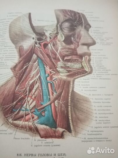 Атлас анатомии человека синельников