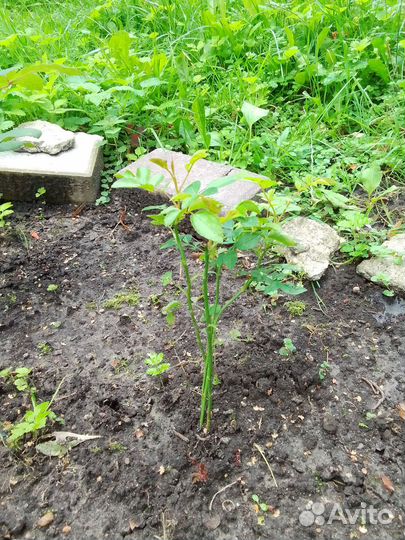 Вишня саженцы