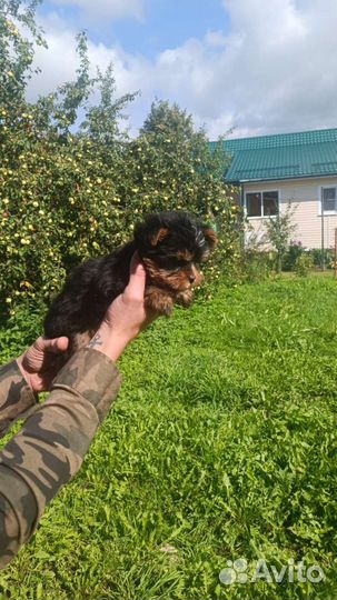 Йоркширский терьер