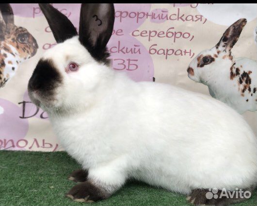 Калифорнийские кролики