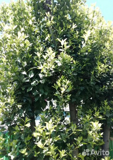 Лавровый лист букеты