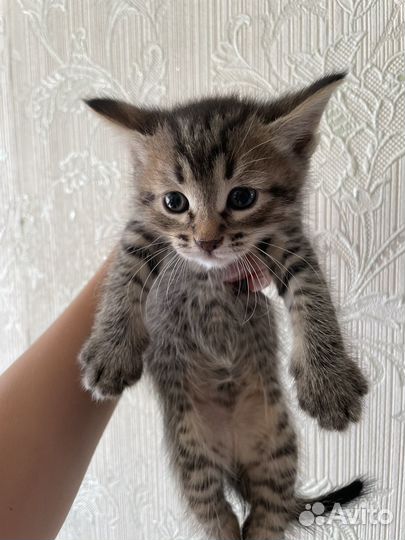 Котята 1,5 месяца