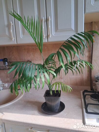 Пальма хамедорея