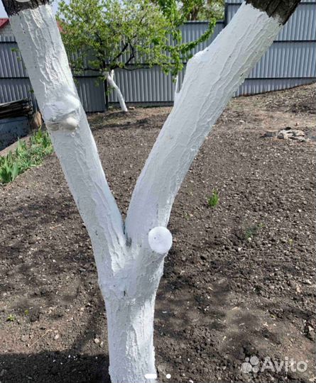 Краска для деревьев и кустарников