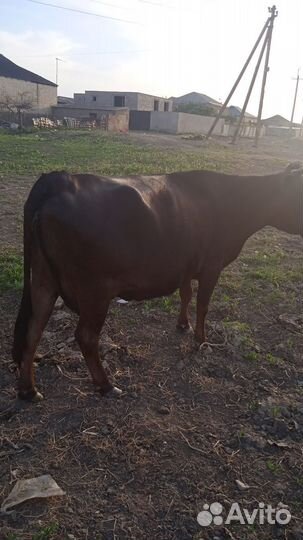 Корова дойная