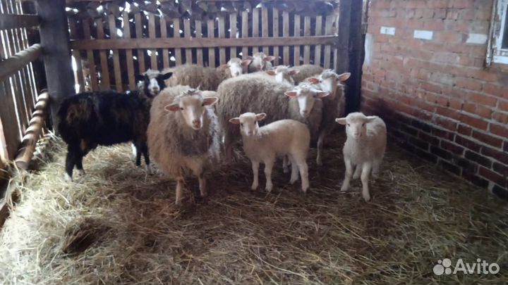 Овцы и козы. Баранина