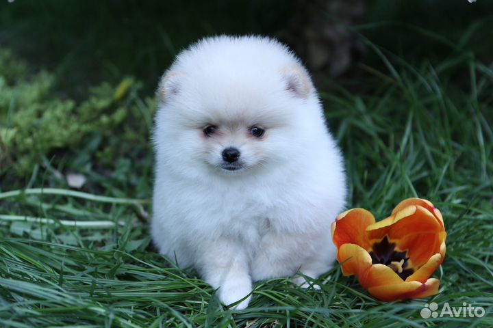 Померанский шпиц девочка