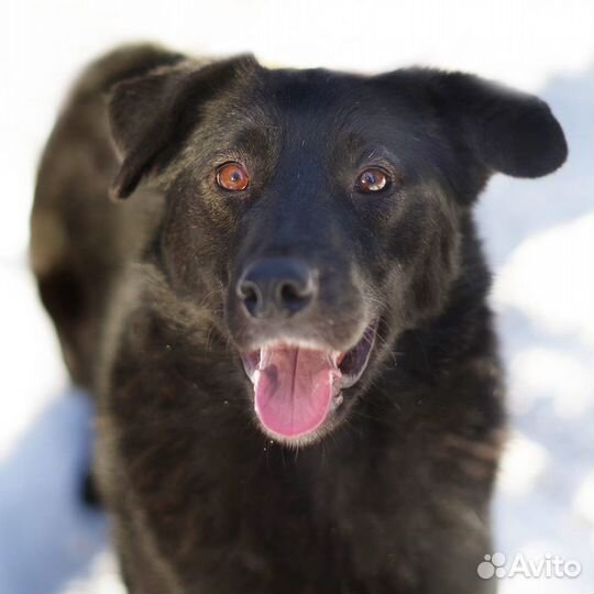 Ищет дом Мишель