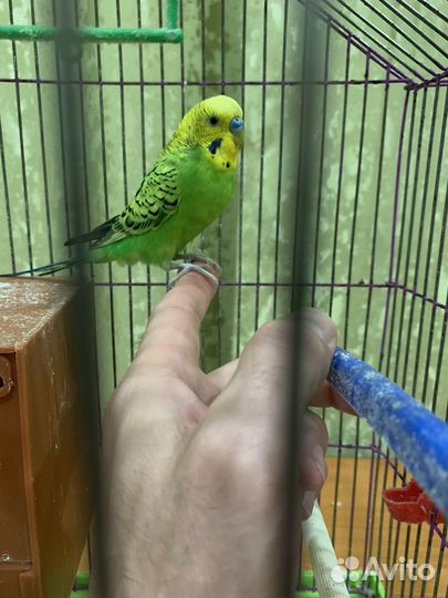 Волнистые попугаи с клеткой