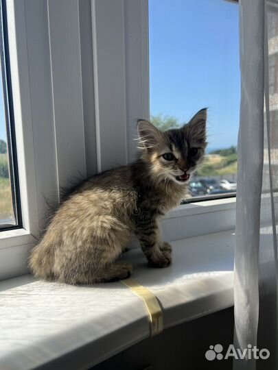 Котёнок в добрые руки