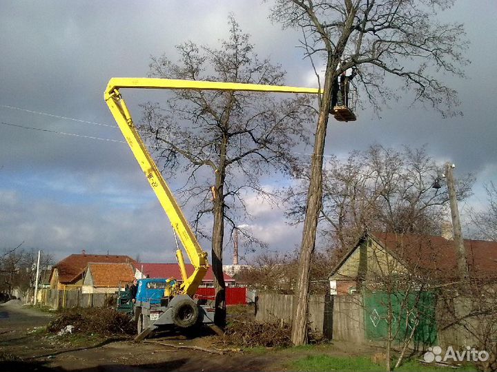 Спил деревьев