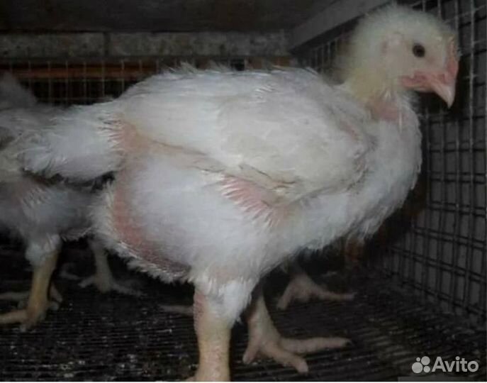 Цыплята бройлеры двухнедельные