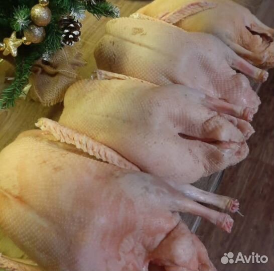 Гусь домашняя мясо