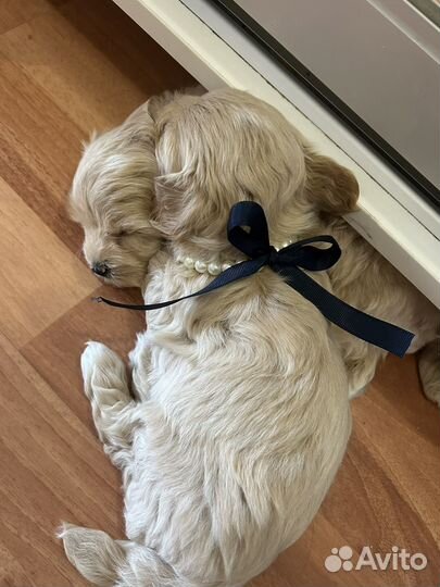 Мальтипу f1 mini мальчики и девочка