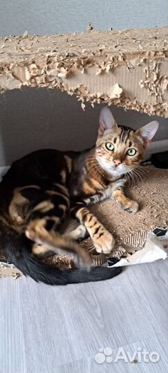 Кот бенгальский