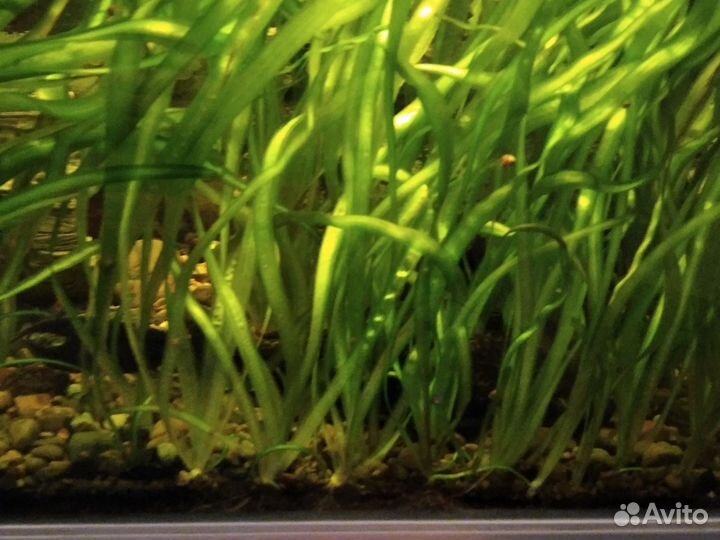 Сом парчовый (птеригоплихт)