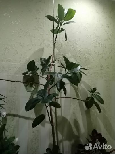 Фикус ростки
